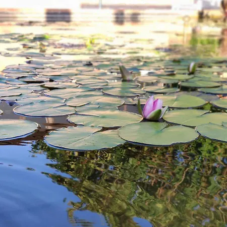 Fattoria Il Laghetto Bed & Breakfast